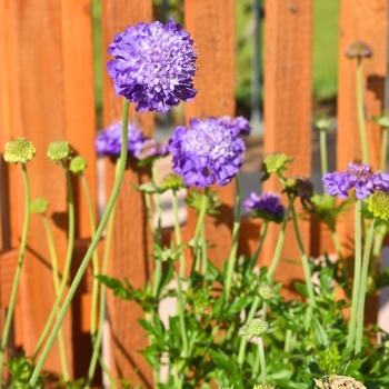 Scabiosa columbaria 'Mariposa Violet'