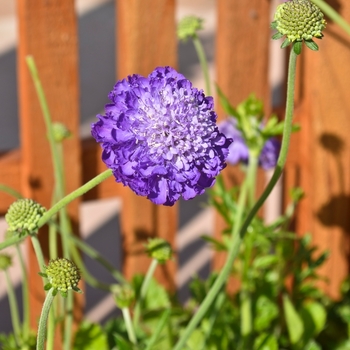 Scabiosa columbaria 'Mariposa Violet' 