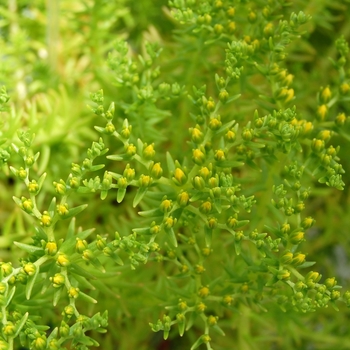 Sedum mexicanum 'Lemon Ball' 