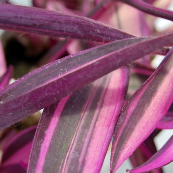 Setcreasea 'Pink Stripes™' 