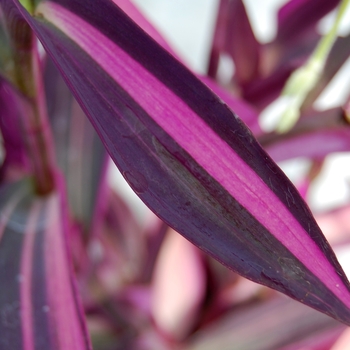 Setcreasea 'Pink Stripes™' (071732)