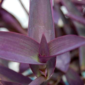 Setcreasea pallida 'Purple Heart'