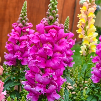 Antirrhinum majus Solstice 'Lavender'