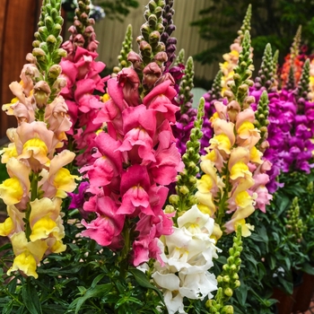 Antirrhinum majus 'Mix' 