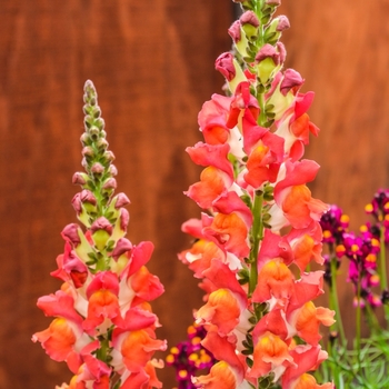 Antirrhinum majus 'Orange Tricolor' 