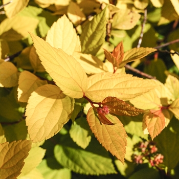 Spiraea x bumalda 'Limemound®'