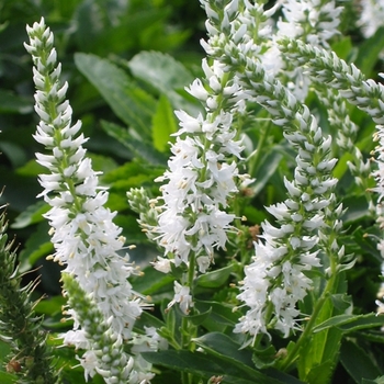 Veronica alpina 'Alba' 