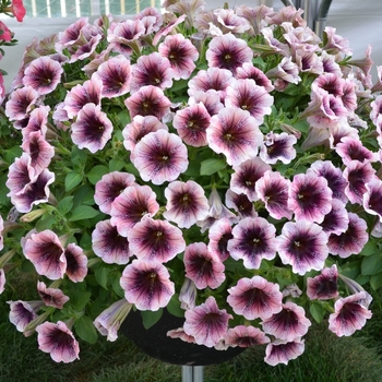 Petunia 'Mystery' 