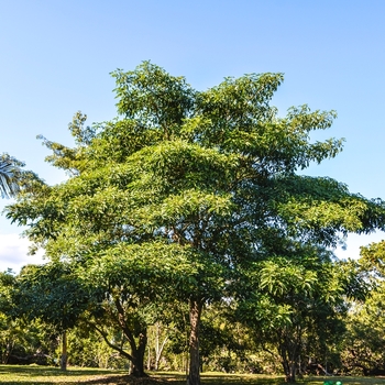 Tabebuia rosea 