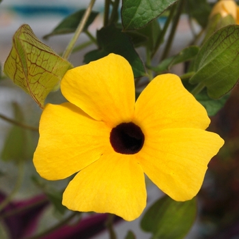 Thunbergia alata 'Charles Star' 