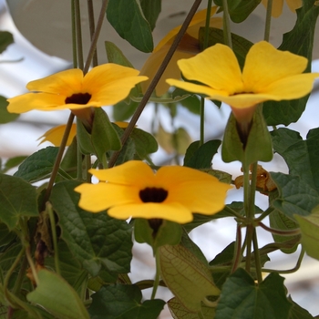 Thunbergia alata 'Charles Star'