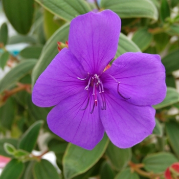 Tibouchina urvilleana 'Rich Blue Sun'