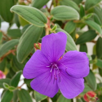 Tibouchina urvilleana 'Rich Blue Sun' 