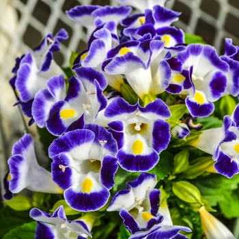 Torenia fournieri 'Blue & White' 