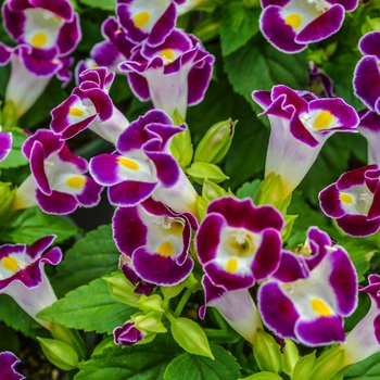 Torenia fournieri 'Kauai Burgundy'