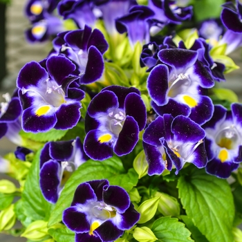 Torenia fournieri 'Kauai Deep Blue'