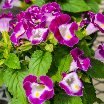 Torenia fournieri 'Kauai Magenta' 