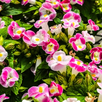 Torenia fournieri 'Kauai Rose'