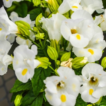 Torenia fournieri 'Kauai White' 