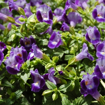 Torenia fournieri 'Lovely Blue' 