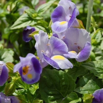 Torenia fournieri 'Lovely Light Blue'