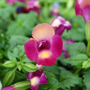 Torenia fournieri 'Lovely Magenta'