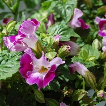 Torenia fournieri 'Lovely Pink' 