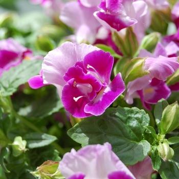 Torenia fournieri 'Lovely Pink' (071867)