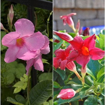 Mandevilla sanderi 'Multiple Varieties'