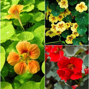 Nasturtium 