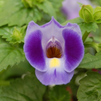 Torenia fournieri 'Lovely Purple'