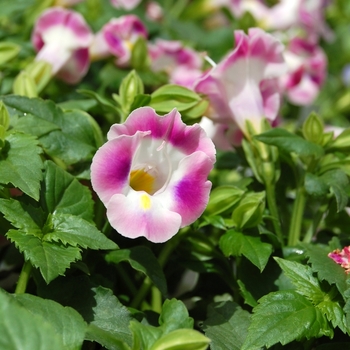 Torenia fournieri 'Lovely Rosy Creek'