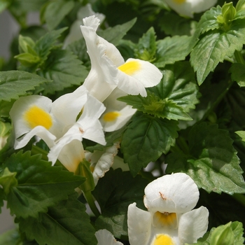 Torenia fournieri 'Lovely White'