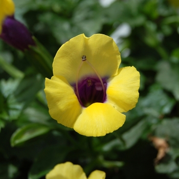 Torenia fournieri 'Lovely Yellow'