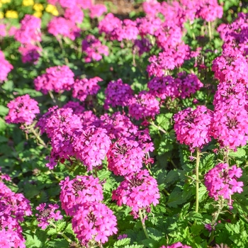 Verbena peruviana EnduraScape™ 'Hot Rose'