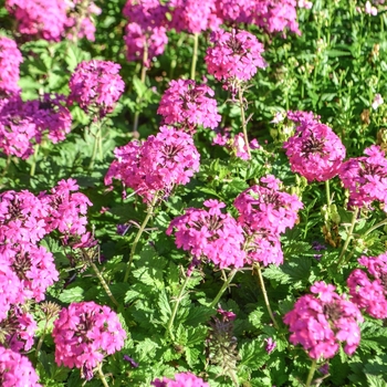 Verbena peruviana 'Hot Rose' 