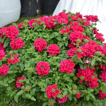 Verbena 'Estrella Merlot'