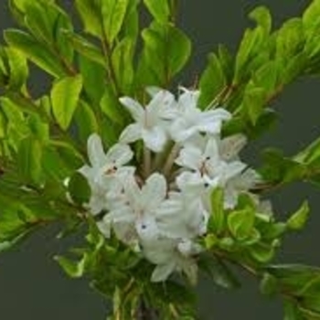 Rhododendron viscosum 'Summer Eyelet' 