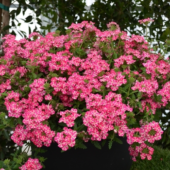 Verbena 'Estrella Pink Star' 