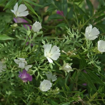 Callirhoe alcaeoides 'Logan Calhoun' 