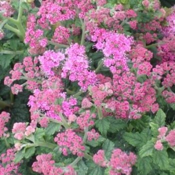 Spiraea japonica 'Bullata' 