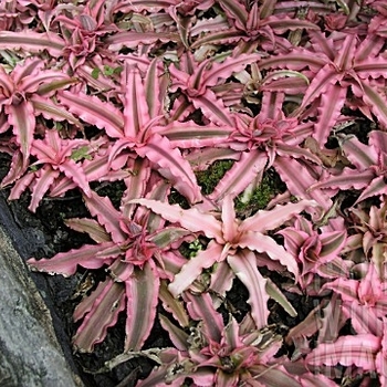 Cryptanthus 'Pink Starlight' 
