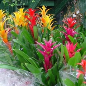 Guzmania 