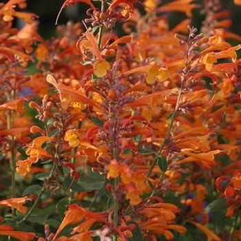 Agastache 'Orange Nectar™' 