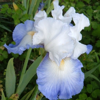 Iris germanica 'Alizes' 