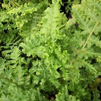 Dryopteris filix-mas 'Parsley' 