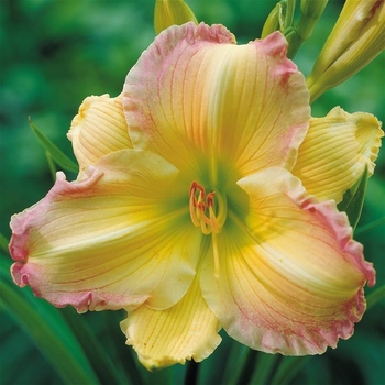 Hemerocallis 'Big Smile' 