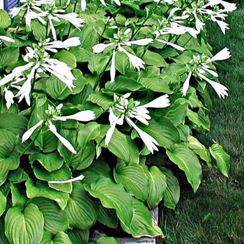 Hosta plantaginea 'Aphrodite' 