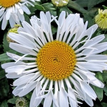 Leucanthemum x superbum 'LaCrosse' 