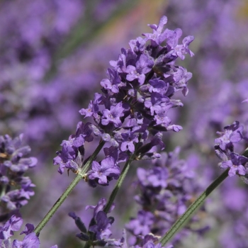 Lavandula x intermedia 'Dilly Dilly' 